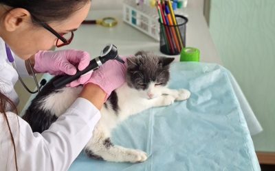 Bod op onderneming bepaalt waarde bij inbreng